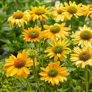 Echinacea Mellow Yellow Live Plant Plug – 1-3