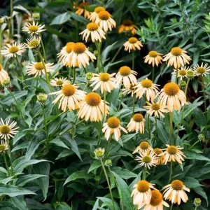 Echinacea Mellow Yellow Live Plant Plug – 1-3