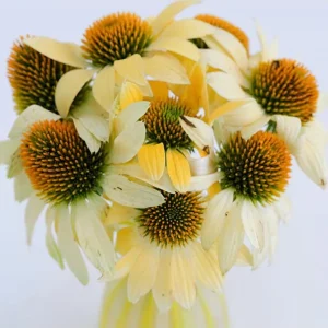 Echinacea Mellow Yellow Live Plant Plug – 1-3