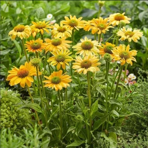 Echinacea Mellow Yellow Live Plant Plug – 1-3