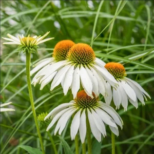 Echinacea White Swan Live Plant - White Coneflower Starter, 1.25-inch Pot - Image 10