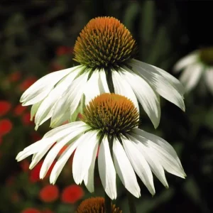 Echinacea White Swan Live Plant - White Coneflower Starter, 1.25-inch Pot - Image 2