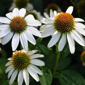 Echinacea White Swan Live Plant - White Coneflower Starter, 1.25-inch Pot - Image 3