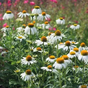 Echinacea White Swan Live Plant - White Coneflower Starter, 1.25-inch Pot - Image 5