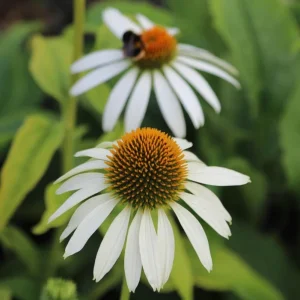 Echinacea White Swan Live Plant - White Coneflower Starter, 1.25-inch Pot - Image 6
