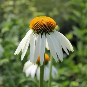 Echinacea White Swan Live Plant - White Coneflower Starter, 1.25-inch Pot - Image 7