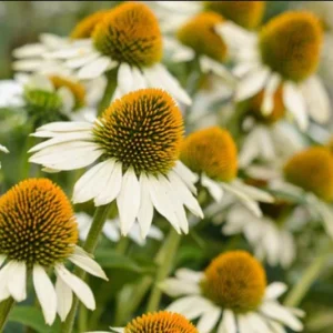 Echinacea White Swan Live Plant - White Coneflower Starter, 1.25-inch Pot - Image 8