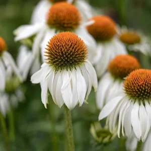 Echinacea White Swan Live Plant - White Coneflower Starter, 1.25-inch Pot - Image 9