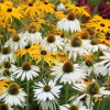 Echinacea White Swan Live Plant - White Coneflower Starter, 1.25-inch Pot - Image 1
