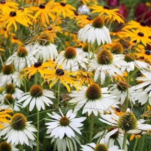 Echinacea White Swan Live Plant - White Coneflower Starter, 1.25-inch Pot - Image 1