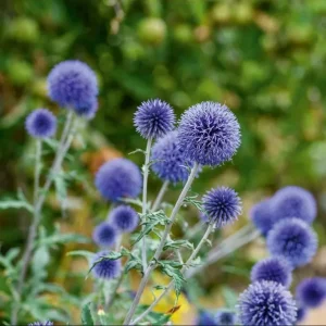 Echinops Blue Glow Live Plant - Globe Thistle Perennial Starter, 1-3