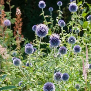 Echinops Blue Glow Live Plant - Globe Thistle Perennial Starter, 1-3