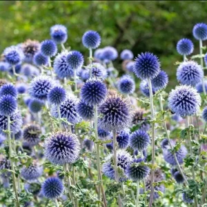 Echinops Blue Glow Live Plant - Globe Thistle Perennial Starter, 1-3