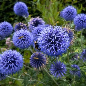 Echinops Blue Glow Live Plant - Globe Thistle Perennial Starter, 1-3