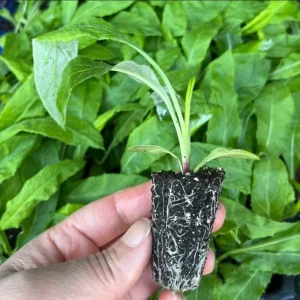 Echinops Blue Glow Live Plant - Globe Thistle Perennial Starter, 1-3