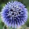 Echinops Blue Glow Live Plant - Globe Thistle Perennial Starter, 1-3" Tall - Image 1