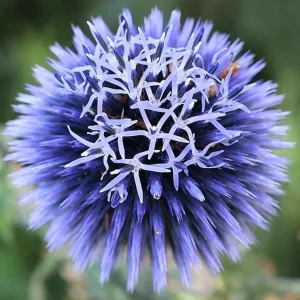 Echinops Blue Glow Live Plant - Globe Thistle Perennial Starter, 1-3