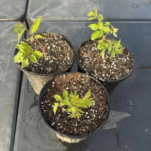 Elderberry Live Plant – American Elderberry Bush – 1 Gallon Pot – 5-10 Inch Tall – Outdoor Shrub - Image 10