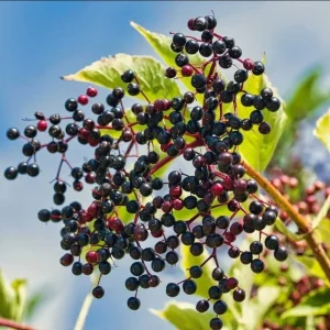 Elderberry Live Plant – American Elderberry Bush – 1 Gallon Pot – 5-10 Inch Tall – Outdoor Shrub - Image 6