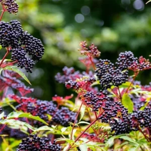 Elderberry Live Plant – American Elderberry Bush – 1 Gallon Pot – 5-10 Inch Tall – Outdoor Shrub - Image 7