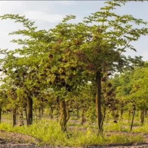 Elderberry Live Plant – American Elderberry Bush – 1 Gallon Pot – 5-10 Inch Tall – Outdoor Shrub - Image 9