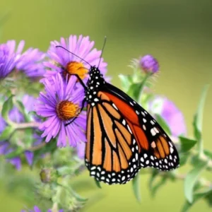 England Aster Lavender Plug Live Plant - Symphyotrichum Flower - 1-3