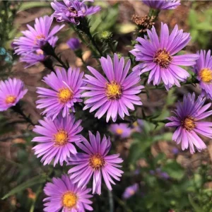 England Aster Lavender Plug Live Plant - Symphyotrichum Flower - 1-3