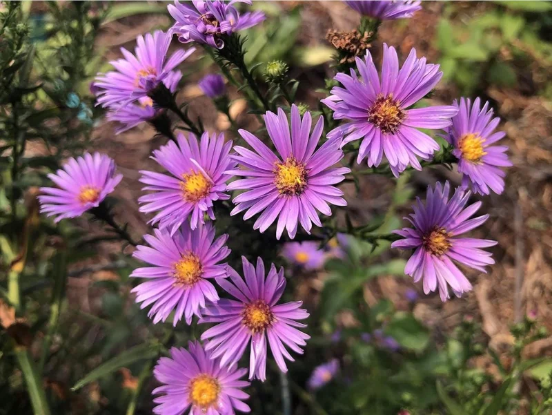England Aster Lavender Plug Live Plant - Symphyotrichum Flower - 1-3" Tall - Image 3