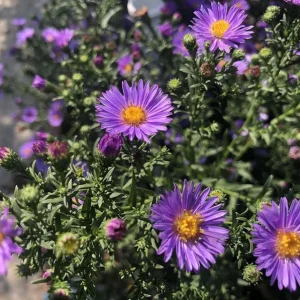 England Aster Lavender Plug Live Plant - Symphyotrichum Flower - 1-3