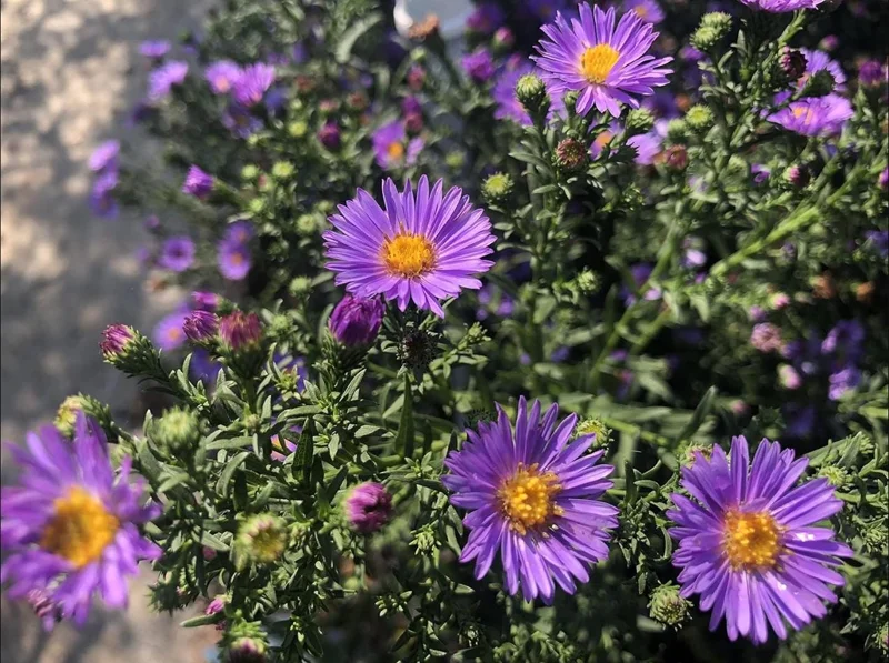 England Aster Lavender Plug Live Plant - Symphyotrichum Flower - 1-3" Tall - Image 4