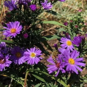 England Aster Lavender Plug Live Plant - Symphyotrichum Flower - 1-3