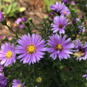 England Aster Lavender Plug Live Plant - Symphyotrichum Flower - 1-3