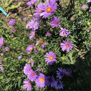 England Aster Lavender Plug Live Plant - Symphyotrichum Flower - 1-3