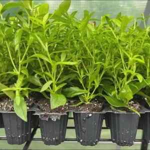 England Aster Lavender Plug Live Plant - Symphyotrichum Flower - 1-3