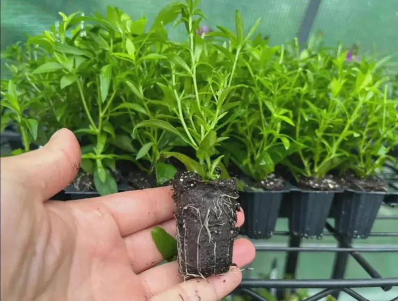 England Aster Lavender Plug Live Plant - Symphyotrichum Flower - 1-3" Tall - Image 9