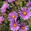 England Aster Lavender Plug Live Plant - Symphyotrichum Flower - 1-3" Tall - Image 1