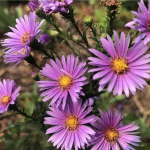 England Aster Lavender Plug Live Plant - Symphyotrichum Flower - 1-3