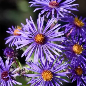 England Aster Thunderdome Plug Live Plant - Deep Purple Flower, 1-3