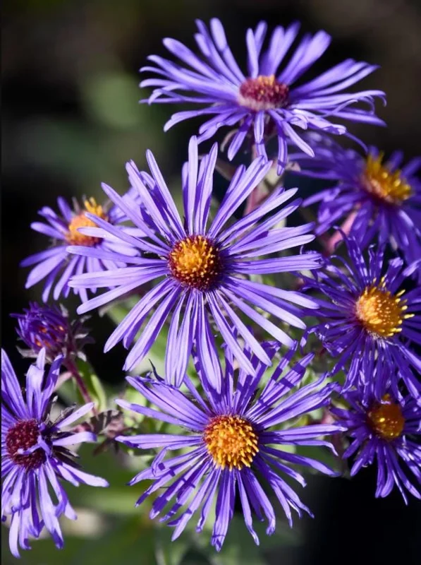 England Aster Thunderdome Plug Live Plant - Deep Purple Flower, 1-3" Tall Starter - Image 2