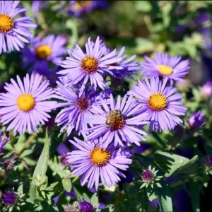 England Aster Thunderdome Plug Live Plant - Deep Purple Flower, 1-3