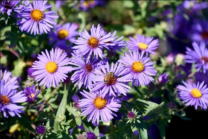 England Aster Thunderdome Plug Live Plant - Deep Purple Flower, 1-3" Tall Starter - Image 3