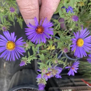 England Aster Thunderdome Plug Live Plant - Deep Purple Flower, 1-3