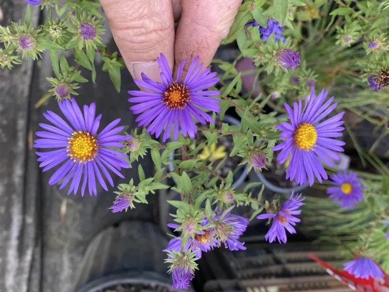 England Aster Thunderdome Plug Live Plant - Deep Purple Flower, 1-3" Tall Starter - Image 4