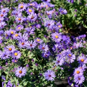 England Aster Thunderdome Plug Live Plant - Deep Purple Flower, 1-3