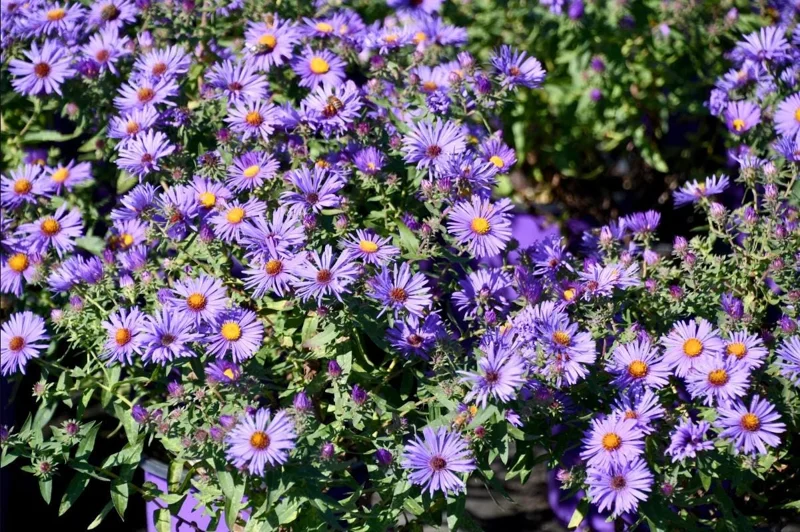 England Aster Thunderdome Plug Live Plant - Deep Purple Flower, 1-3" Tall Starter - Image 5