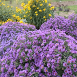 England Aster Thunderdome Plug Live Plant - Deep Purple Flower, 1-3