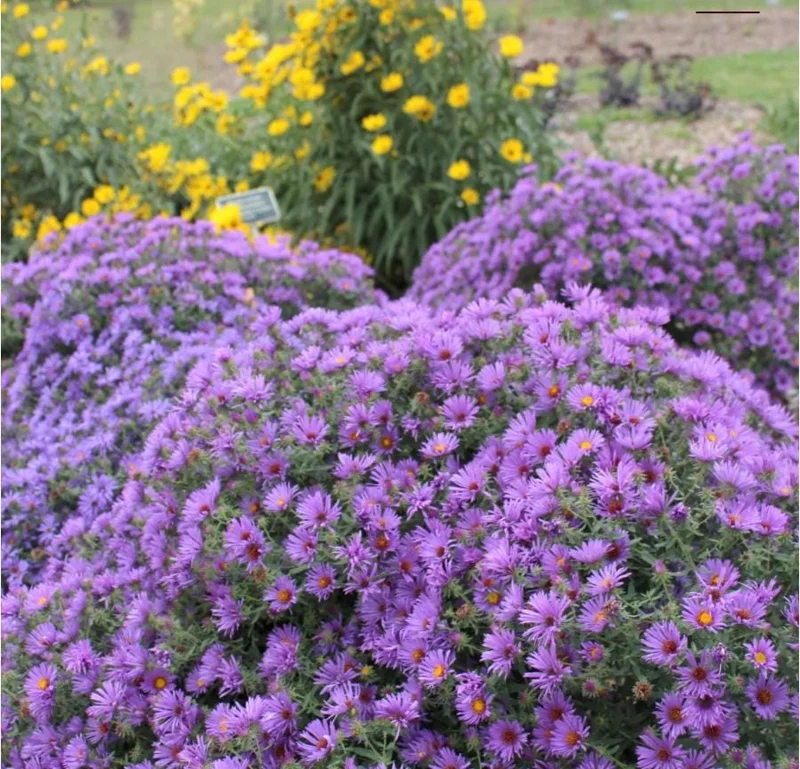 England Aster Thunderdome Plug Live Plant - Deep Purple Flower, 1-3" Tall Starter - Image 6
