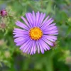 England Aster Thunderdome Plug Live Plant - Deep Purple Flower, 1-3" Tall Starter - Image 1
