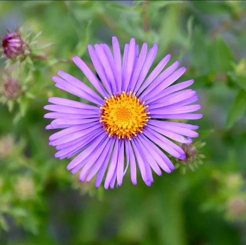 England Aster Thunderdome Plug Live Plant - Deep Purple Flower, 1-3" Tall Starter - Image 1