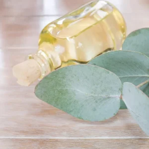 Eucalyptus Silver Dollar Live Plant - 3.25 Inch Pot, Aromatic Foliage, Indoor/Outdoor - Image 5